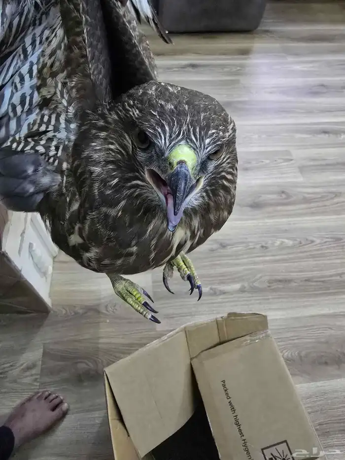 طير جارح بصحة ممتازه 2