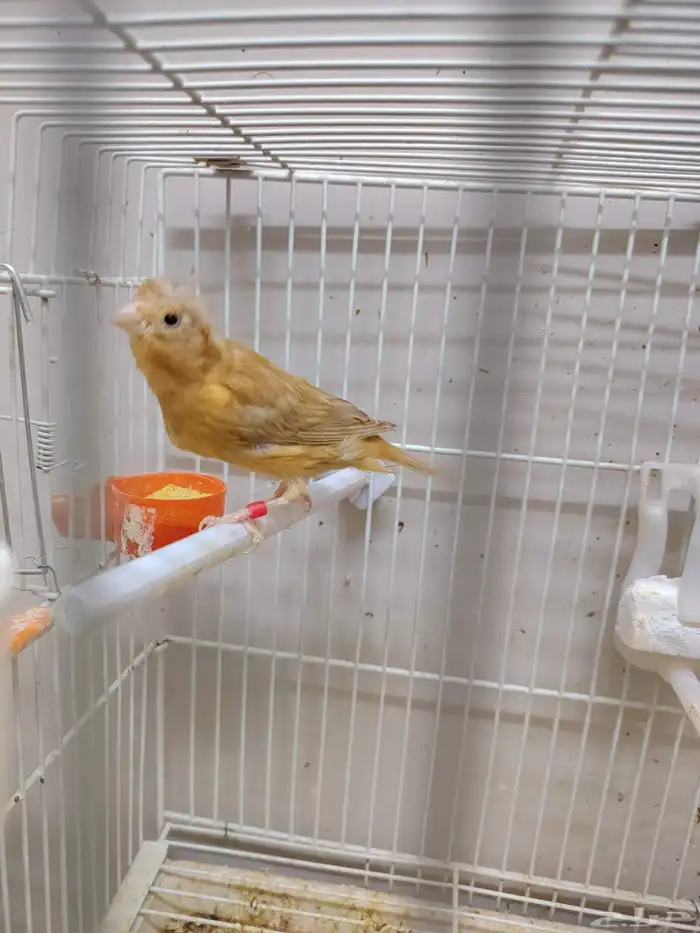 جوز كناري منتج معاه فرخين اللون مشمشي ماوردي 1