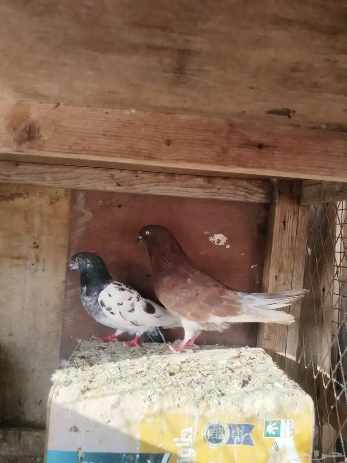 حمام للبيع 0