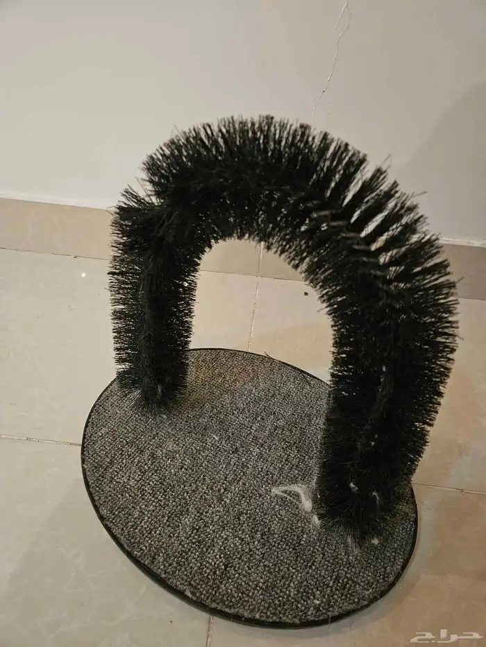 قطتين اناث للبيع 3