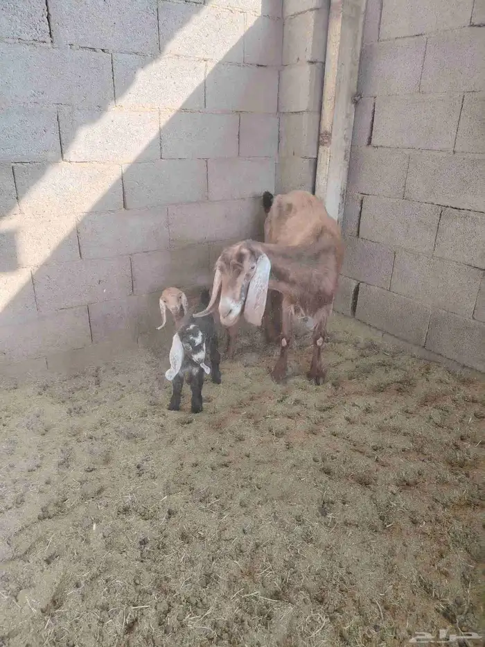 عنز معها اثنين 1