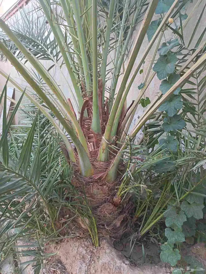 توريد جميع انواع النخل 6