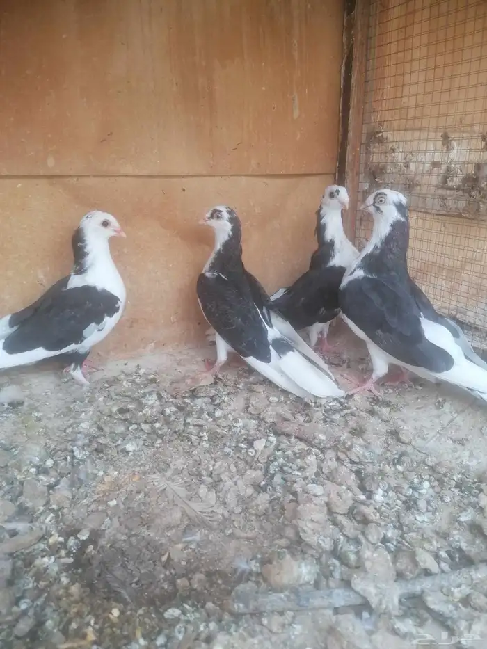 حمام جلستر اوجالاتر القلاب 0