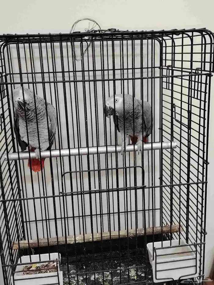 كاسكو عدد2 تركيب جديد 10