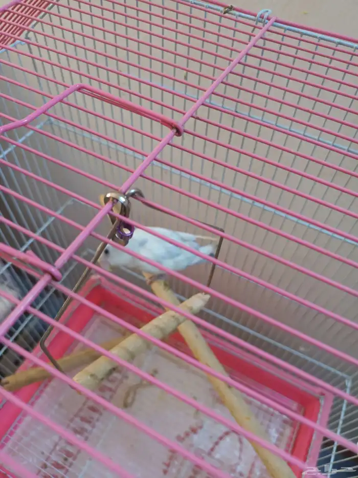 انثى روز منتجه و طفره 3