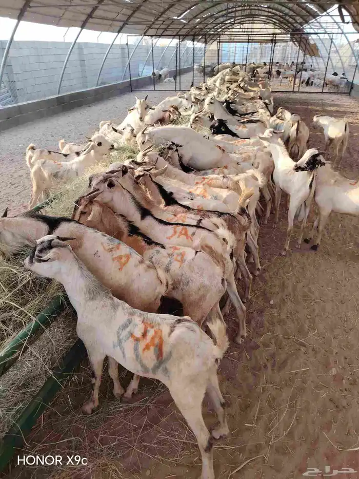 تيوس صومالي جذعان ب أسعار منافسة 1