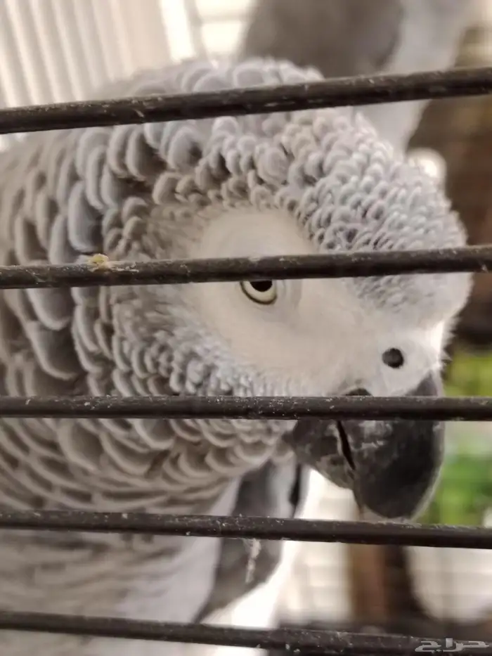 كاسكو عدد2 تركيب جديد 4