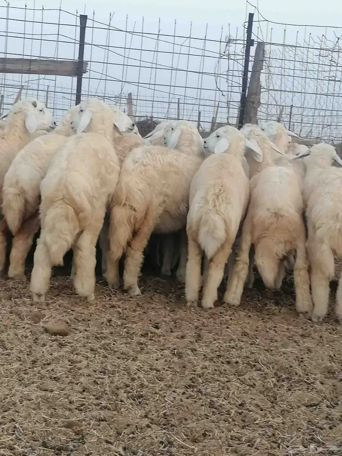 طليان ورخال للبيع 3