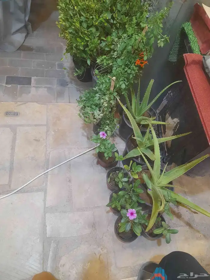 منسق حدائق وتركيب جميع شبكات الري العادي والاتمتك 0