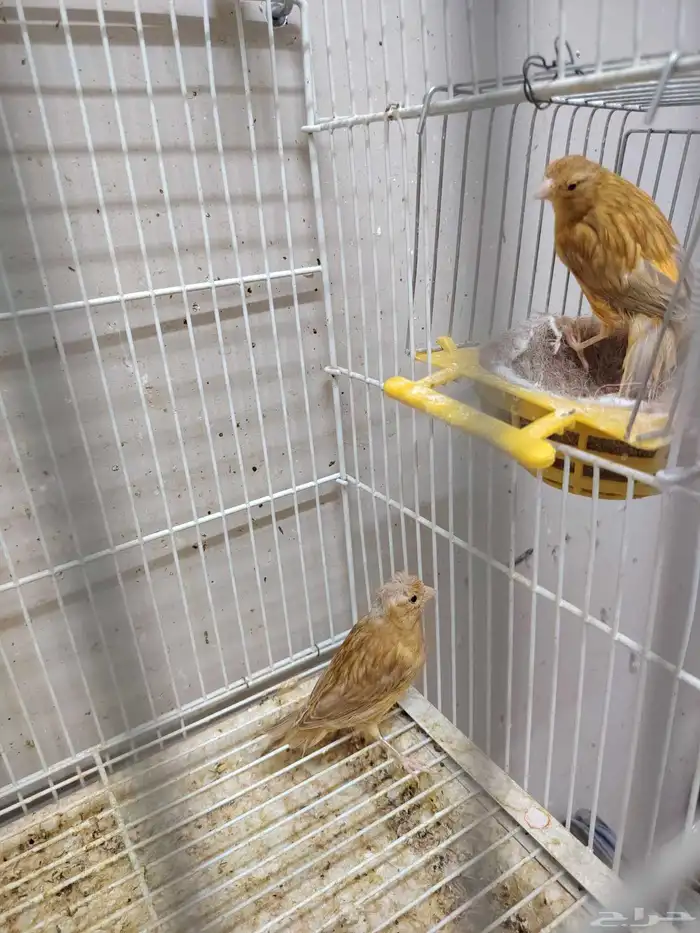 جوز كناري منتج معاه فرخين اللون مشمشي ماوردي 2