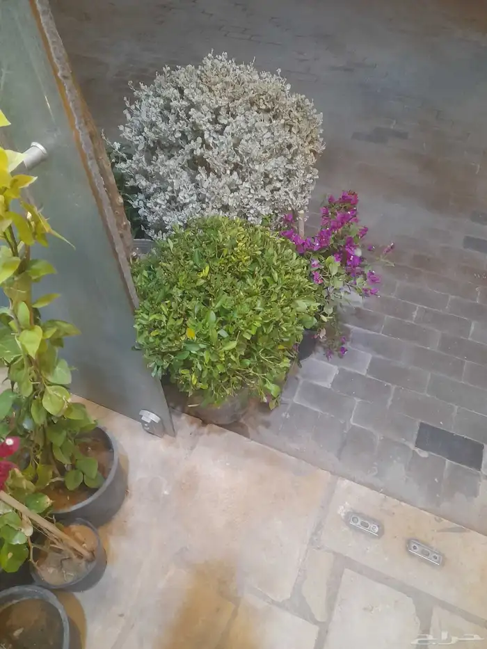 منسق حدائق وتركيب جميع شبكات الري العادي والاتمتك 2