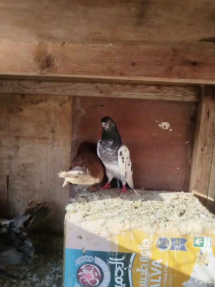 حمام للبيع 1