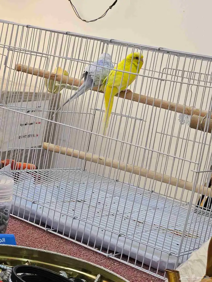 زوج بادجي منتج اليف 3