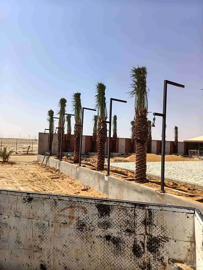 توريد جميع انواع النخل 2