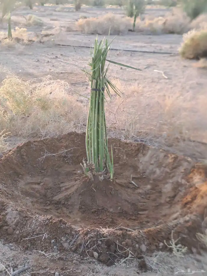 فسايل مثمره للبيع اخلاص 1