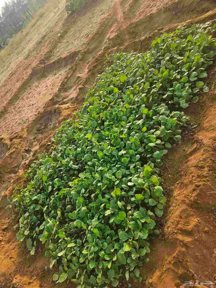 مشتل باذنجان اف ون (f1) المكان القوز المفارق 0