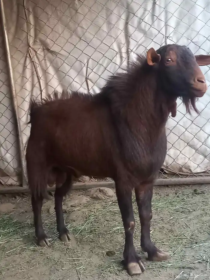 تيس ادهم اجم فحل كفو 3