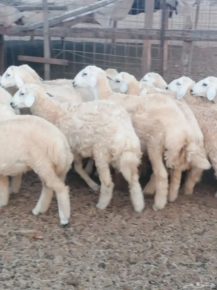 طليان ورخال للبيع 0