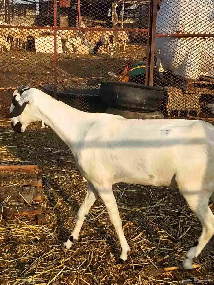 عنز بيشيه فاخر 3