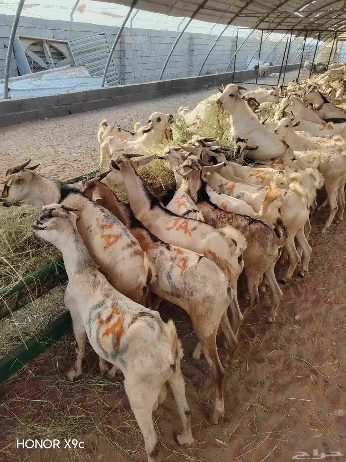 تيوس صومالي جذعان ب أسعار منافسة 2