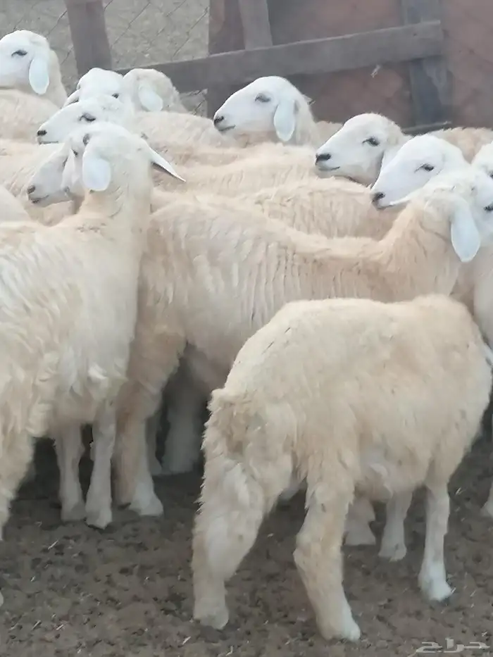 طليان ورخال للبيع 8