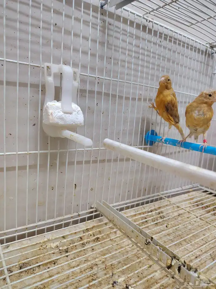 جوز كناري منتج معاه فرخين اللون مشمشي ماوردي 7