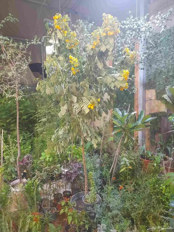 منسق حدائق وتركيب جميع شبكات الري العادي والاتمتك 1