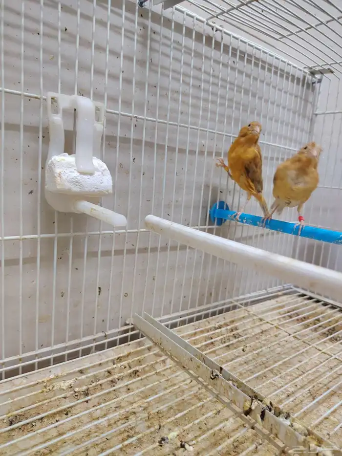 جوز كناري منتج معاه فرخين اللون مشمشي ماوردي 9