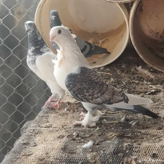 حمام حب الرمان 1