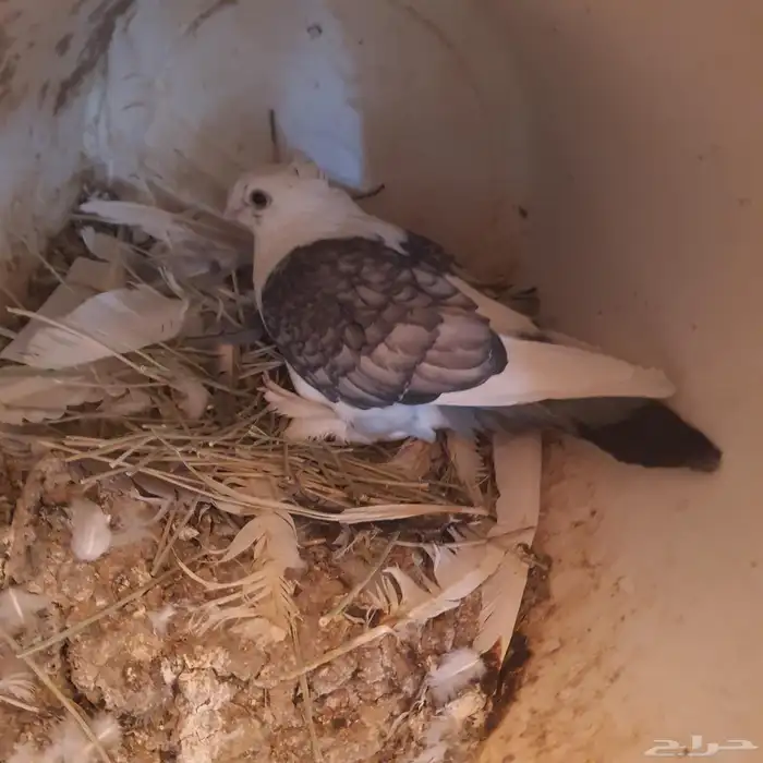 حمام حب الرمان 0