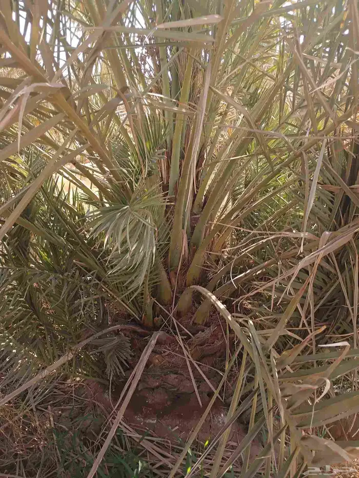 يوجد لدينا صقعي من متر لا مترين 8