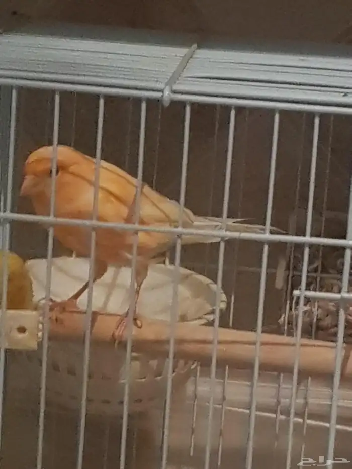 انثى كناري جاهزه 0