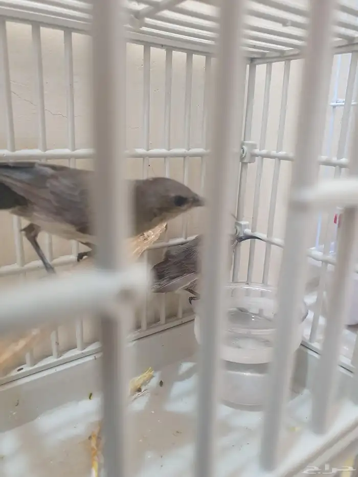 مجموعه من طيور الشمس أو التميره اللامع 11