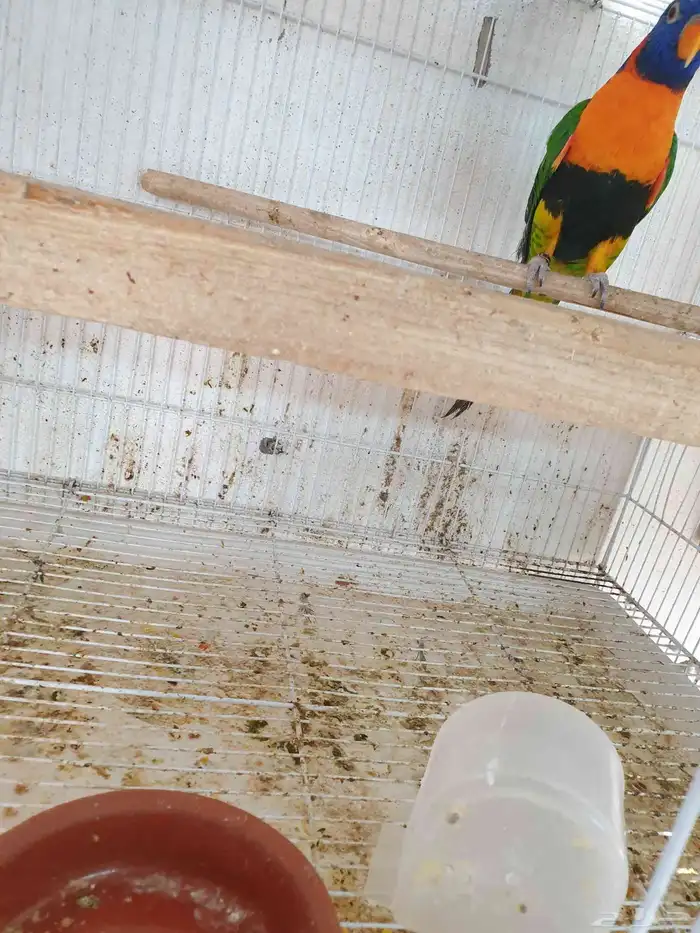 طارىر لوري مفقود 1