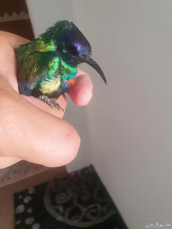 مجموعه من طيور الشمس أو التميره اللامع 5