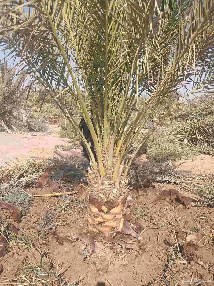 يوجد لدينا صقعي من متر لا مترين 2