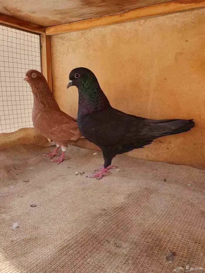 زوج حمام مع إنتاجه 6