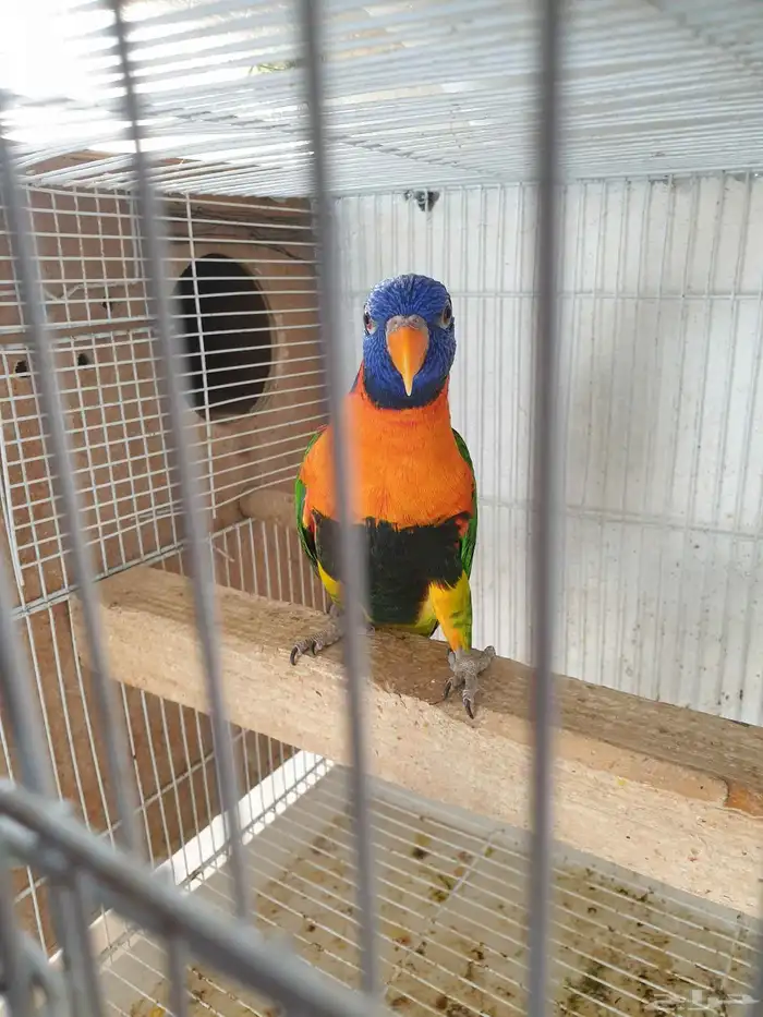 طارىر لوري مفقود 0