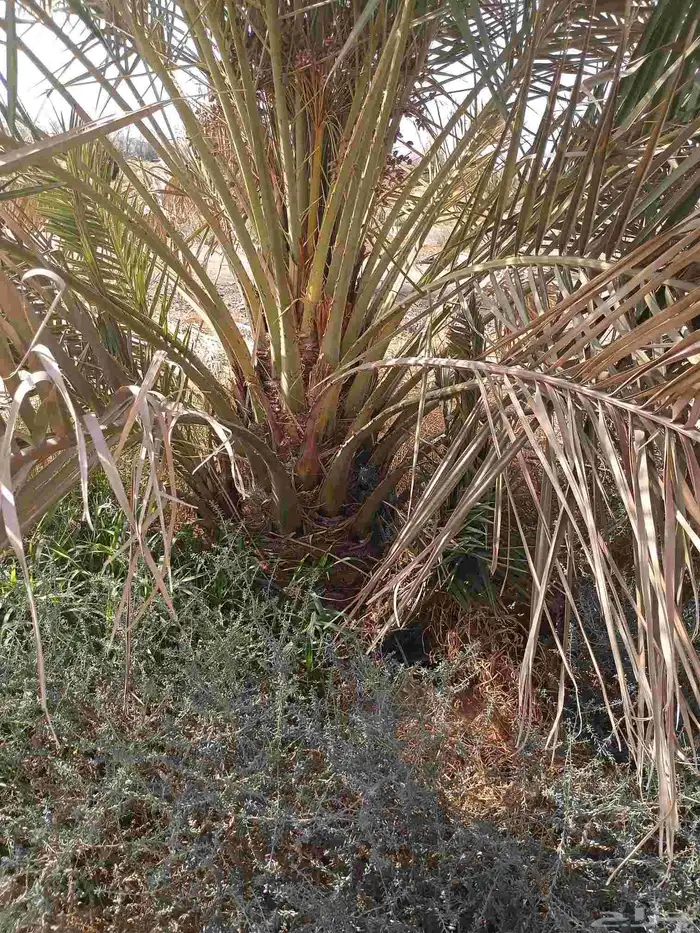 يوجد لدينا صقعي من متر لا مترين 7