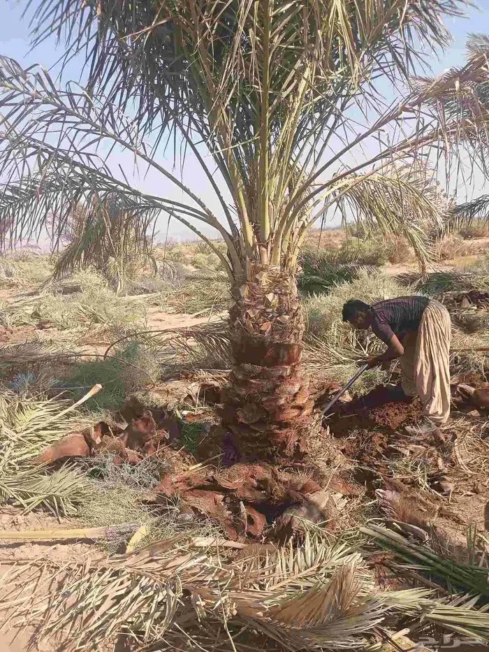 يوجد لدينا صقعي من متر لا مترين 4