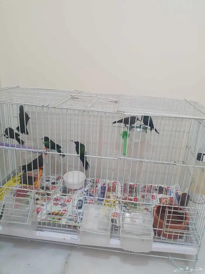 مجموعه من طيور الشمس أو التميره اللامع 9