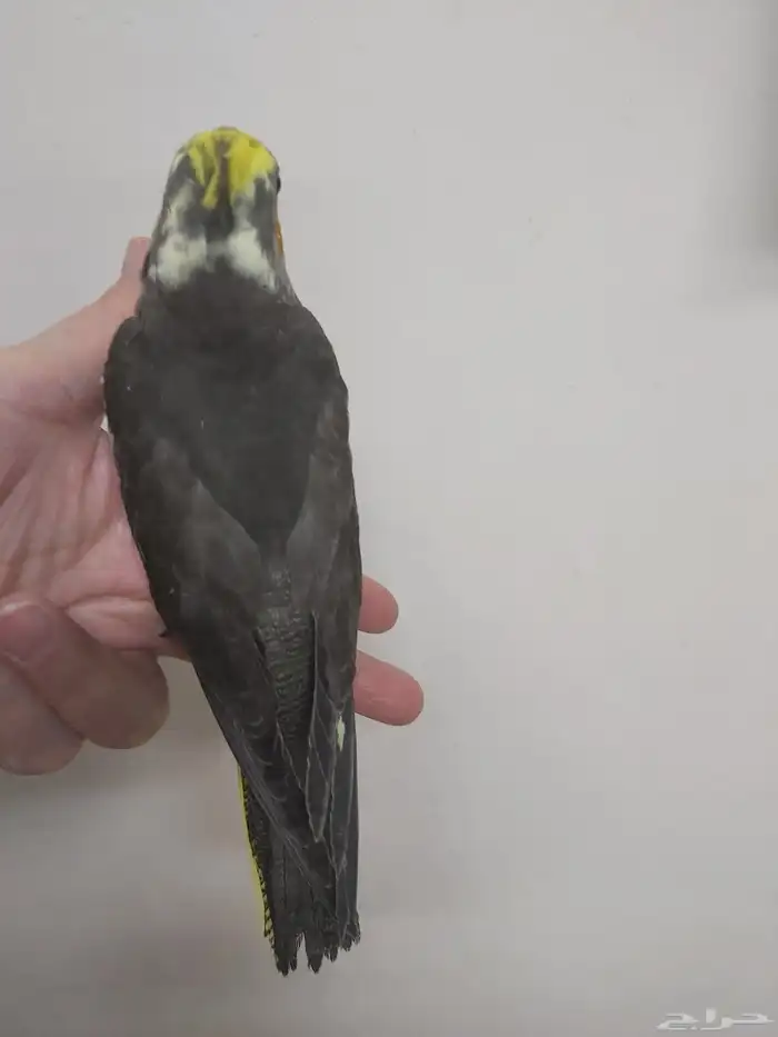 فرخ كروان اليفه 2