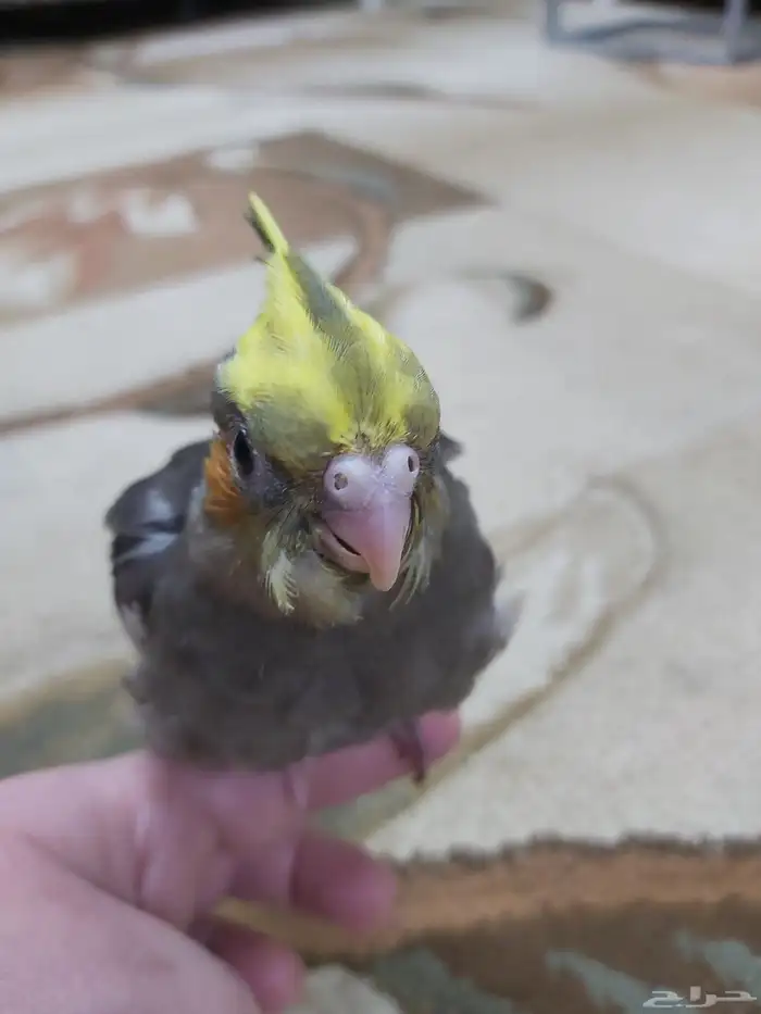 فرخ كروان اليفه 3