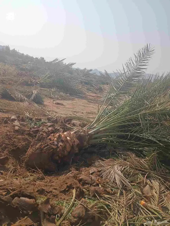 يوجد لدينا صقعي من متر لا مترين 1