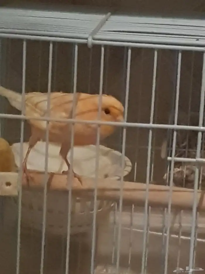 انثى كناري جاهزه 1