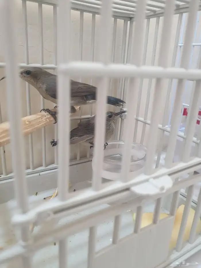 مجموعه من طيور الشمس أو التميره اللامع 10