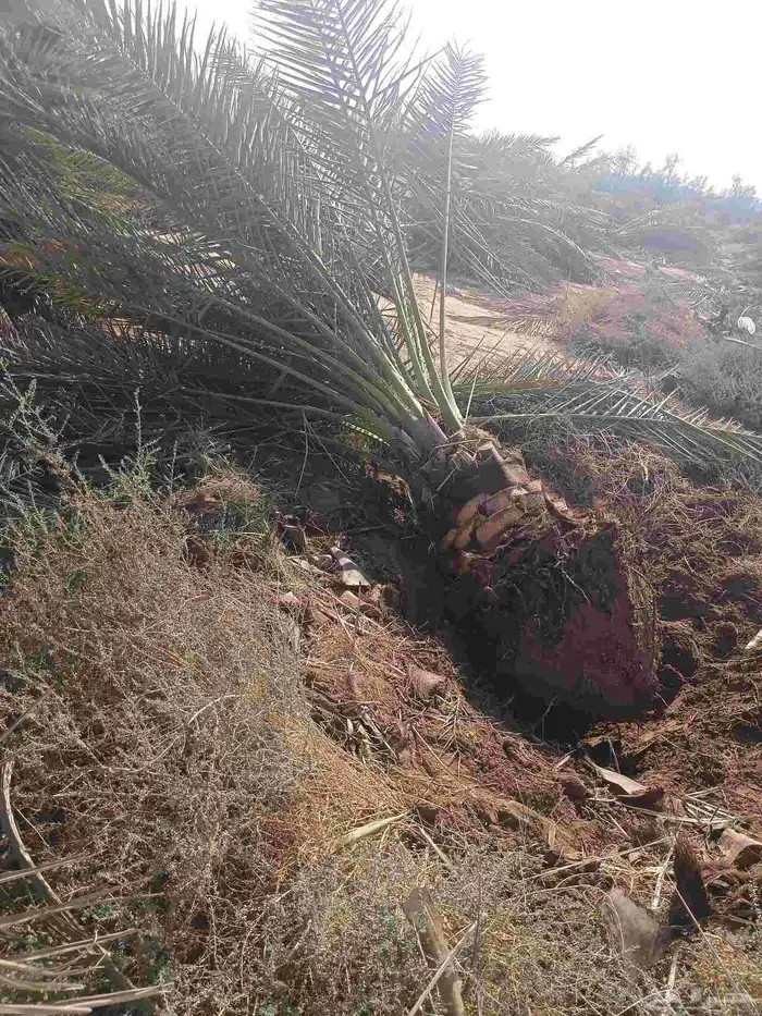 يوجد لدينا صقعي من متر لا مترين 0