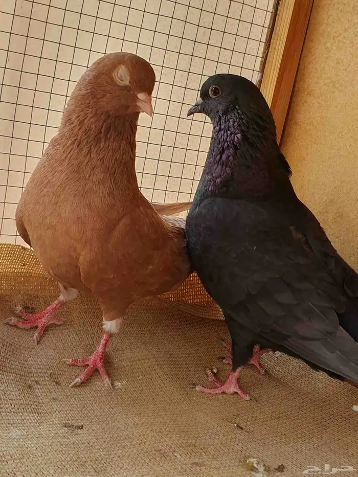 زوج حمام مع إنتاجه 4