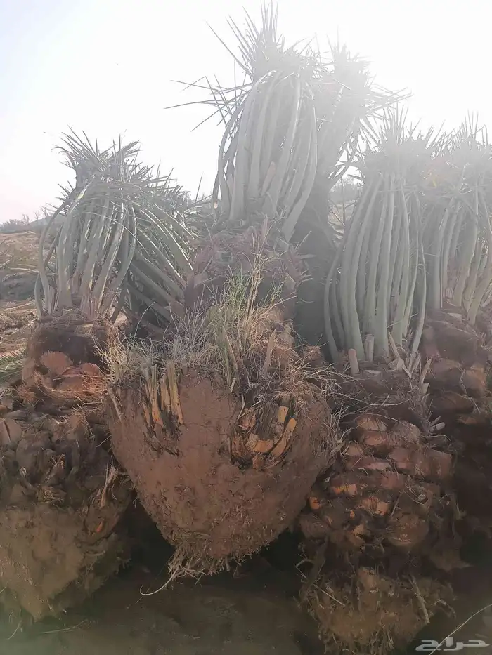 يوجد لدينا صقعي من متر لا مترين 3