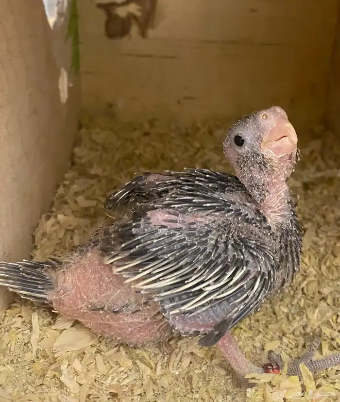 للبيع فرخ كروان نورمل 1